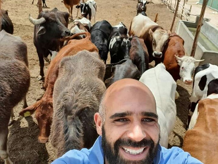 مزرعة ابقار